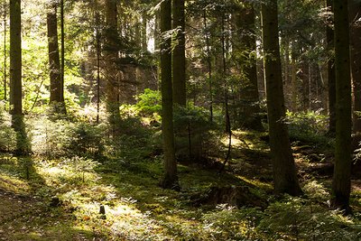 Kurzbericht über den Waldbegang mit Gemeinderatssitzung am 22.07.2022